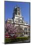 Victoria and Albert Museum with Cherry Blossom Trees-Stuart Black-Mounted Photographic Print