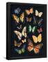 Essential Black