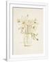 Gramercy White