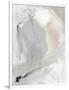 Gramercy White