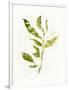 Gramercy White