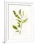 Gramercy White