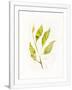 Gramercy White