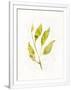 Gramercy White