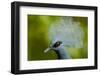 Victoria Crowned Pigeon (Goura Victoria) Head Portrait, Vulnerable Species, Captive-Mark Bowler-Framed Photographic Print