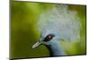 Victoria Crowned Pigeon (Goura Victoria) Head Portrait, Vulnerable Species, Captive-Mark Bowler-Mounted Photographic Print