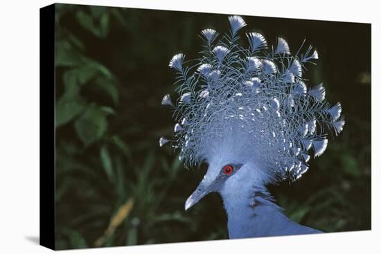 Victoria Crowned-Pigeon, New Guinea Wood Pigeon-null-Stretched Canvas