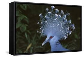 Victoria Crowned-Pigeon, New Guinea Wood Pigeon-null-Framed Stretched Canvas