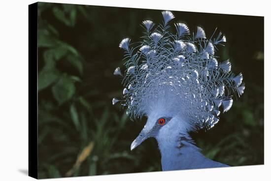 Victoria Crowned-Pigeon, New Guinea Wood Pigeon-null-Stretched Canvas