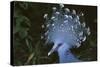 Victoria Crowned-Pigeon, New Guinea Wood Pigeon-null-Stretched Canvas
