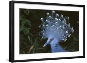 Victoria Crowned-Pigeon, New Guinea Wood Pigeon-null-Framed Photographic Print