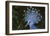 Victoria Crowned-Pigeon, New Guinea Wood Pigeon-null-Framed Photographic Print