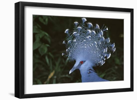 Victoria Crowned-Pigeon, New Guinea Wood Pigeon-null-Framed Photographic Print