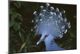 Victoria Crowned-Pigeon, New Guinea Wood Pigeon-null-Mounted Photographic Print