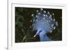 Victoria Crowned-Pigeon, New Guinea Wood Pigeon-null-Framed Photographic Print