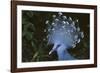 Victoria Crowned-Pigeon, New Guinea Wood Pigeon-null-Framed Photographic Print