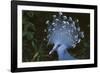 Victoria Crowned-Pigeon, New Guinea Wood Pigeon-null-Framed Photographic Print