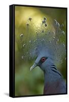 Victoria Crowned Pigeon-null-Framed Stretched Canvas