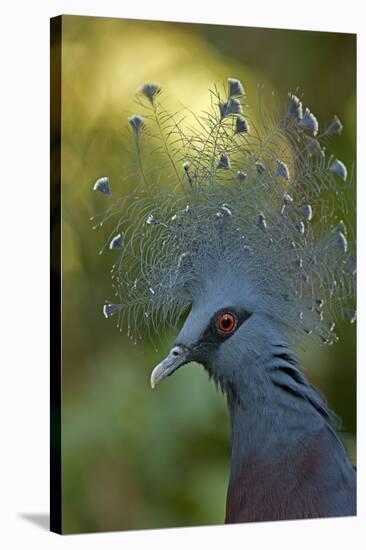 Victoria Crowned Pigeon-null-Stretched Canvas
