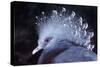 Victoria Crowned Pigeon-null-Stretched Canvas