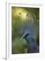 Victoria Crowned Pigeon-null-Framed Photographic Print