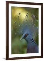 Victoria Crowned Pigeon-null-Framed Photographic Print