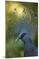 Victoria Crowned Pigeon-null-Mounted Photographic Print