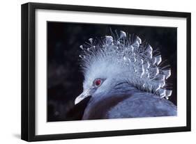 Victoria Crowned Pigeon-null-Framed Photographic Print