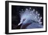 Victoria Crowned Pigeon-null-Framed Photographic Print