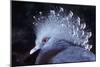 Victoria Crowned Pigeon-null-Mounted Photographic Print