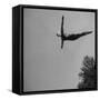 Victoria Manalo Draves Diving Like a Swan-John Florea-Framed Stretched Canvas