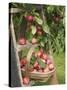 Victoria Plums Freshly Picked in a Trug in a Country Garden, England, UK-Gary Smith-Stretched Canvas