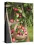 Victoria Plums Freshly Picked in a Trug in a Country Garden, England, UK-Gary Smith-Stretched Canvas