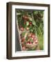 Victoria Plums Freshly Picked in a Trug in a Country Garden, England, UK-Gary Smith-Framed Photographic Print