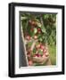 Victoria Plums Freshly Picked in a Trug in a Country Garden, England, UK-Gary Smith-Framed Photographic Print