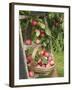 Victoria Plums Freshly Picked in a Trug in a Country Garden, England, UK-Gary Smith-Framed Photographic Print