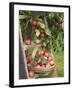 Victoria Plums Freshly Picked in a Trug in a Country Garden, England, UK-Gary Smith-Framed Photographic Print