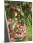 Victoria Plums Freshly Picked in a Trug in a Country Garden, England, UK-Gary Smith-Mounted Photographic Print