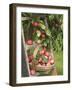 Victoria Plums Freshly Picked in a Trug in a Country Garden, England, UK-Gary Smith-Framed Photographic Print