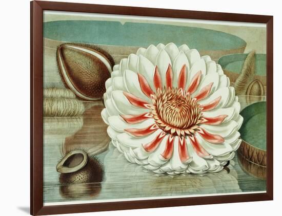 Victoria Regia or the Great Water Lily of America (Complete Bloom), 1854-Mary Cassatt-Framed Giclee Print