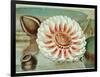 Victoria Regia or the Great Water Lily of America (Complete Bloom), 1854-Mary Cassatt-Framed Giclee Print