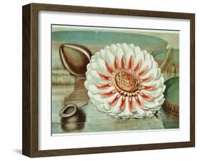 Victoria Regia or the Great Water Lily of America (Complete Bloom), 1854-Mary Cassatt-Framed Giclee Print