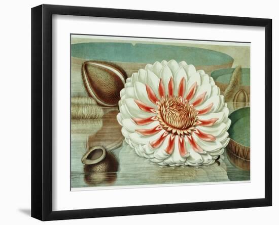 Victoria Regia or the Great Water Lily of America (Complete Bloom), 1854-Mary Cassatt-Framed Giclee Print