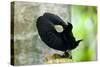 Victoria's Riflebird a Bird of Paradise Adult-null-Stretched Canvas