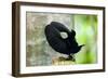 Victoria's Riflebird a Bird of Paradise Adult-null-Framed Photographic Print