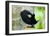 Victoria's Riflebird a Bird of Paradise Adult-null-Framed Photographic Print