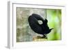 Victoria's Riflebird a Bird of Paradise Adult-null-Framed Photographic Print