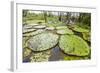 Victoria water lilies (Victoria amazonica), Puerto Miguel, Upper Amazon River Basin, Loreto, Peru-Michael Nolan-Framed Photographic Print