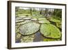 Victoria water lilies (Victoria amazonica), Puerto Miguel, Upper Amazon River Basin, Loreto, Peru-Michael Nolan-Framed Photographic Print