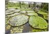 Victoria water lilies (Victoria amazonica), Puerto Miguel, Upper Amazon River Basin, Loreto, Peru-Michael Nolan-Mounted Photographic Print